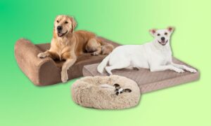 Top Best Dog Beds